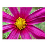 Purple Cosmos Flower Beautiful Wildflower Postcard