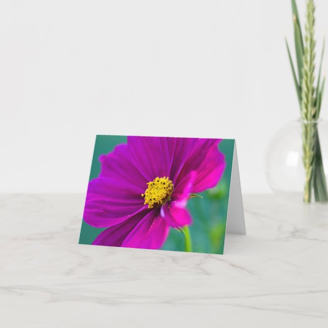 Purple Cosmos flower Greeting card (Front)
