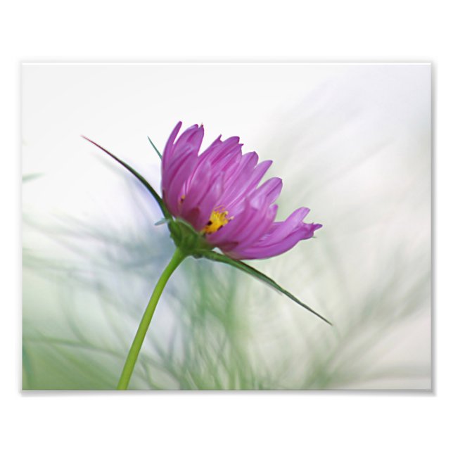 Purple cosmos flower photo print (Front)