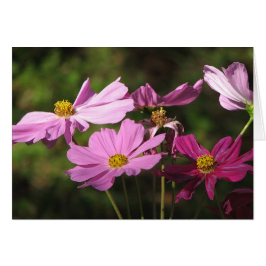 Purple Cosmos Flowers Card (Front Horizontal)