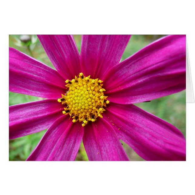 Purple Cosmos Wildflower Cards (Front Horizontal)