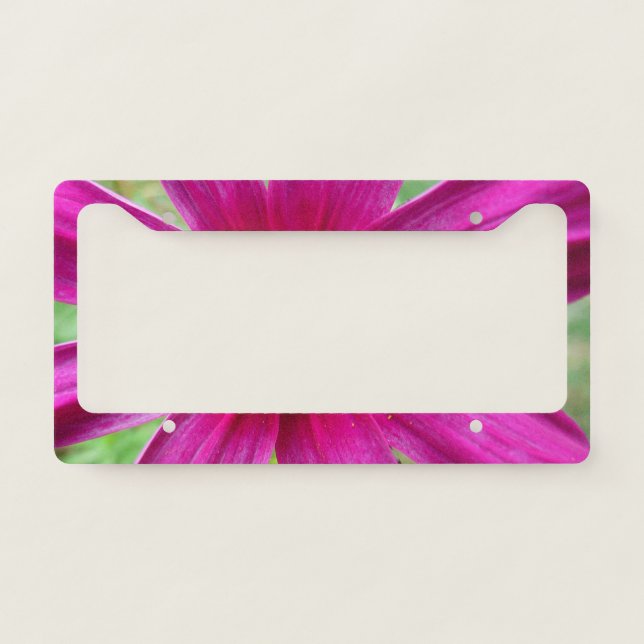 Purple Cosmos Wildflower License Plate Frame (Front)