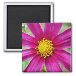 Purple Cosmos Wildflower Magnet