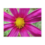 Purple Cosmos Wildflower Postcard