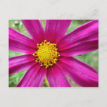 Purple Cosmos Wildflower Postcard