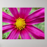 Purple Cosmos Wildflower Poster