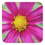 Purple Cosmos Wildflower Square Sticker