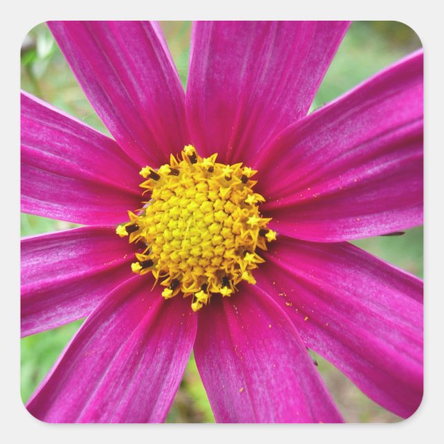 Purple Cosmos Wildflower Square Sticker (Front)