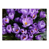 Purple Crocus (Front Horizontal)
