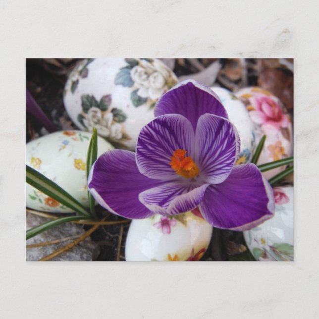 Purple Crocus and Floral Easter Eggs Holiday Postcard (Front)
