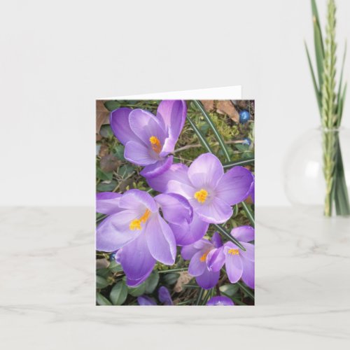 Purple Crocus Blank Note Cards