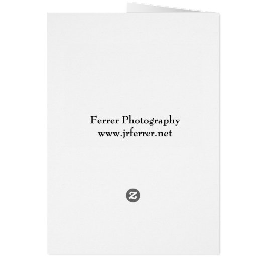 Purple Crocus Blooms in Garden (Back)