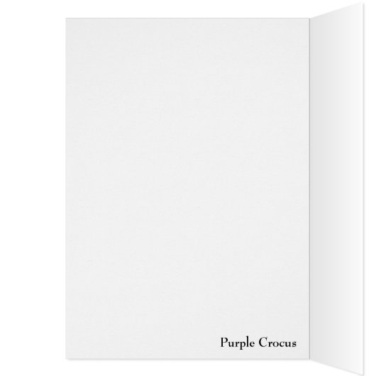 Purple Crocus Blooms in Garden (Inside (Left))