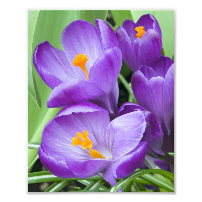 Purple Crocus Blooms in Garden Photo Print (Front)