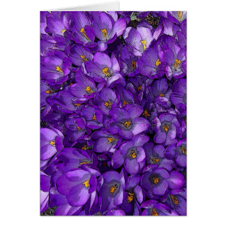 Purple Crocus Cards
