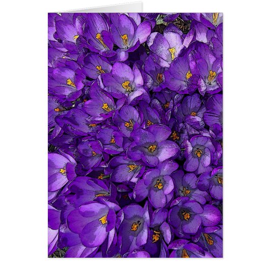 Purple Crocus Cards (Front)