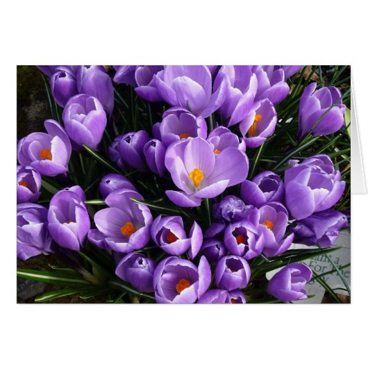 Purple Crocus Cards (Front Horizontal)