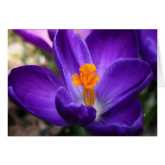 Purple Crocus - Early Spring Flower