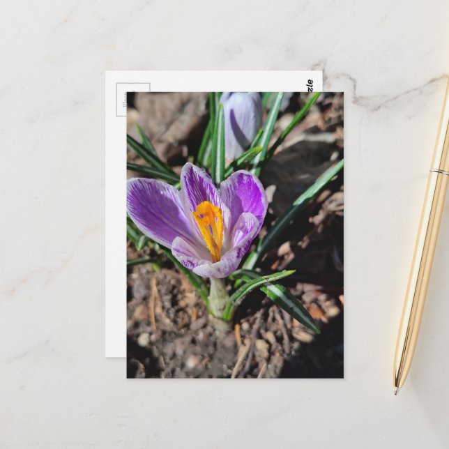 Purple Crocus First Flower of March 2026 Postcard (Front/Back In Situ)