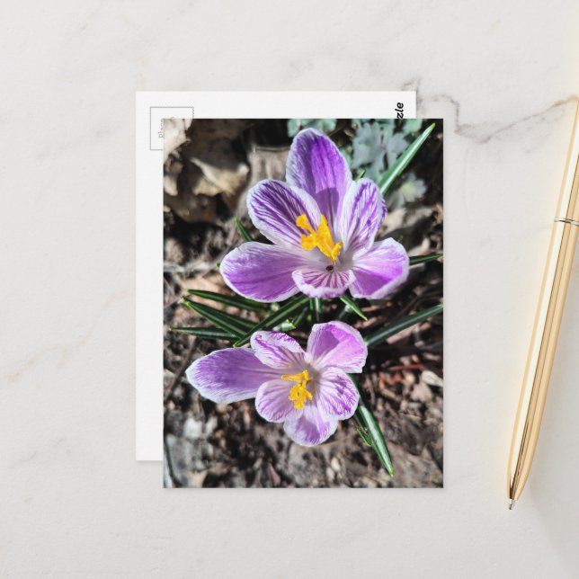 Purple Crocus First Flowers of Spring Postcard (Front/Back In Situ)