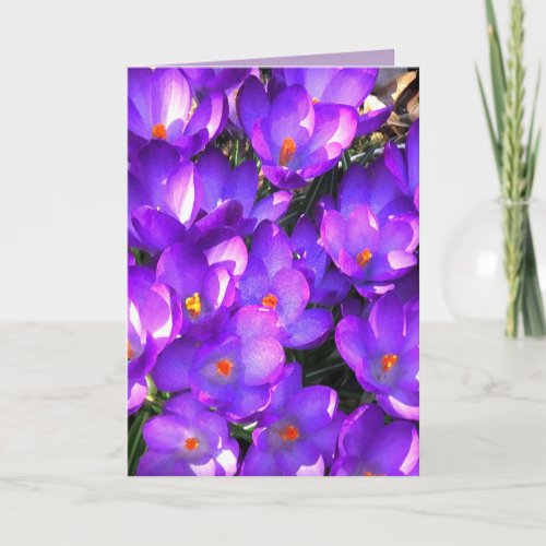 Purple Crocus Flower  Blank Card