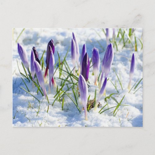 Purple Crocus Flower in Snow Frost Postcard