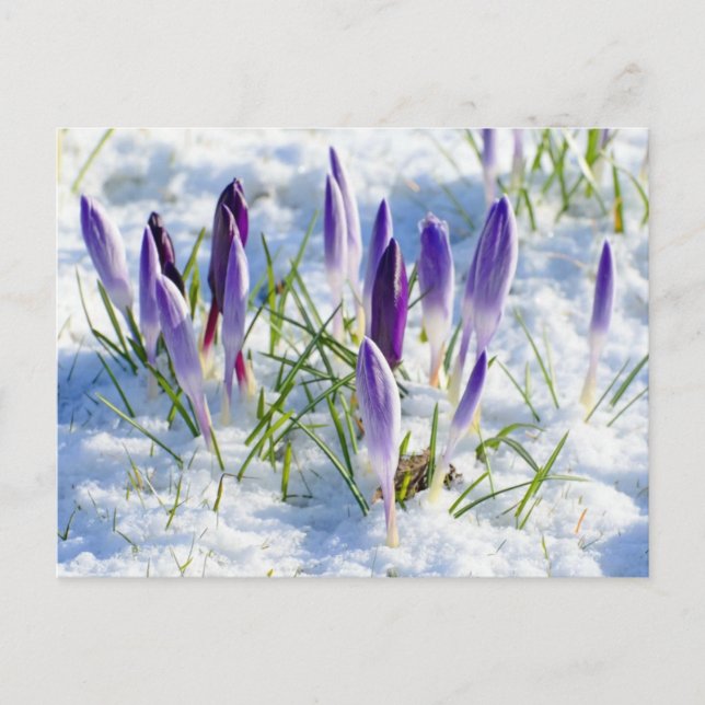 Purple Crocus Flower in Snow Frost Postcard (Front)