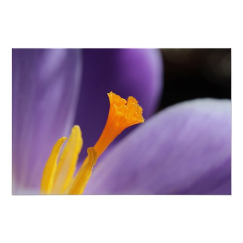 Purple Crocus Flower Saffron Stigma Poster