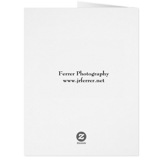 Purple Crocus Flowers (Back)