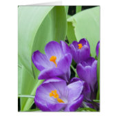 Purple Crocus Flowers (Front)