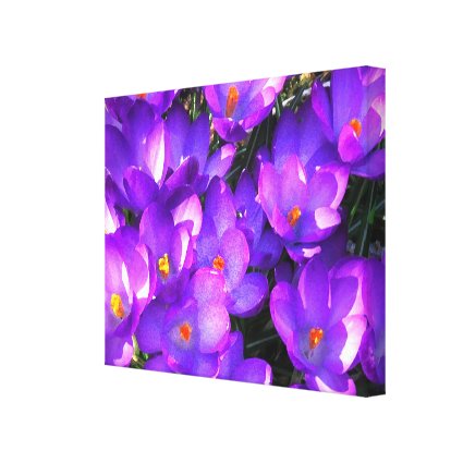 Purple Crocus Flowers Canvas Print