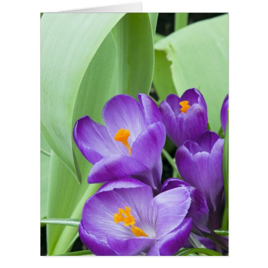 Purple Crocus Flowers Cards (Front)