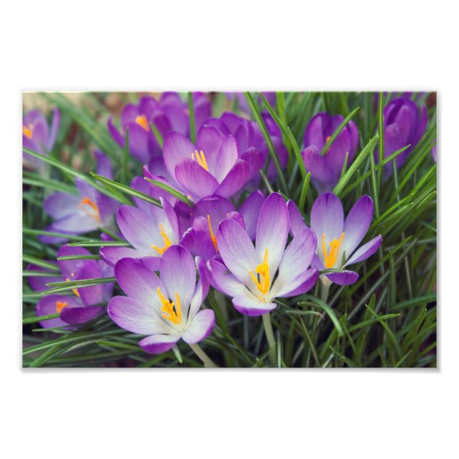 Purple Crocus Flowers in Spring Photo Print (Front)