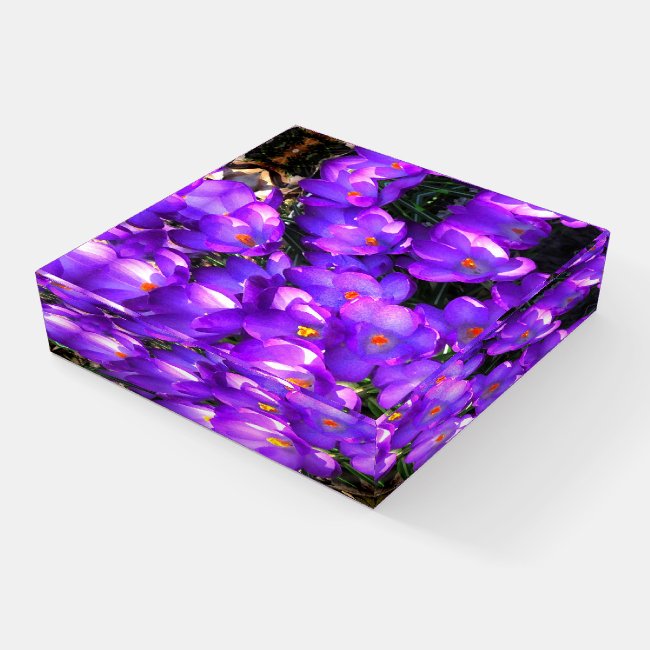 Purple Crocus Flowers Paperweight