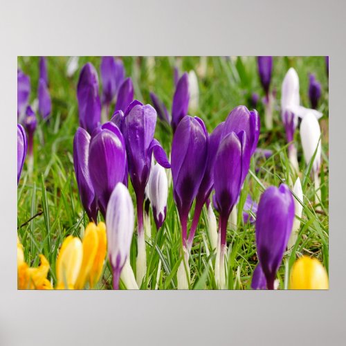 Purple Crocus Flowers Poster