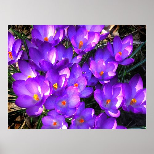 Purple Crocus Flowers Poster