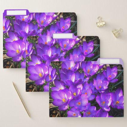 Purple Crocus Flowers Set of File Folders