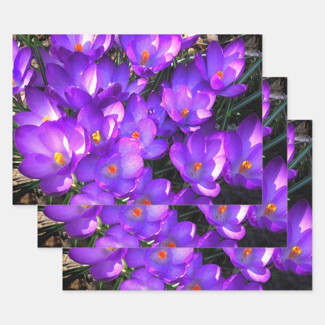 Purple Crocus Flowers Set of Wrapping Paper