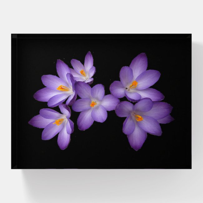 Purple Crocus Garden Flower Glass Paperweight
