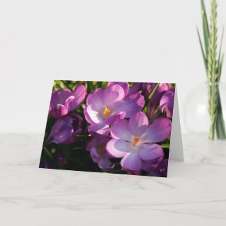 Purple Crocus Greeting Card