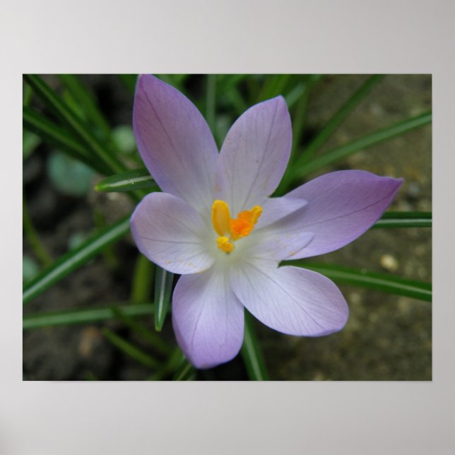 Purple Crocus Macro Print (Front)