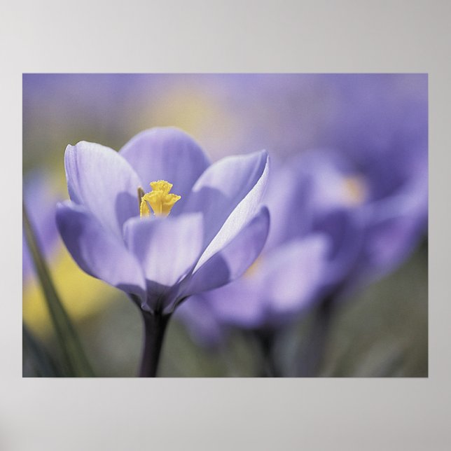 Purple Crocus poster (Front)