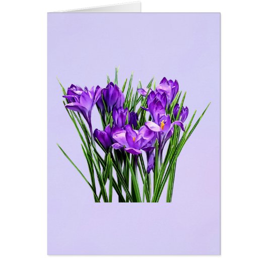 Purple Crocuses Cards (Front)