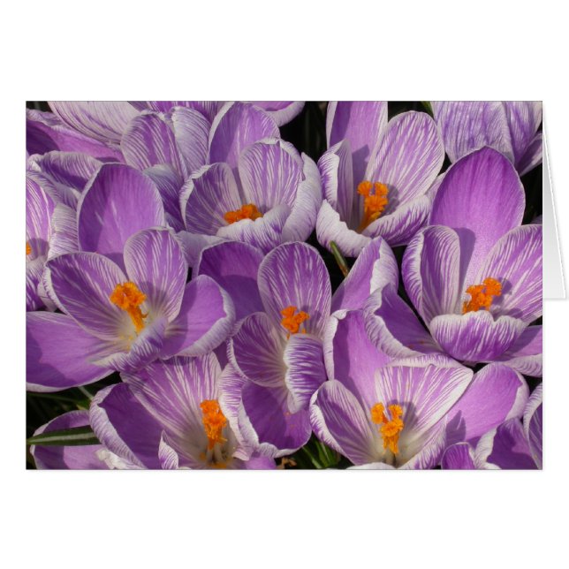 Purple Crocuses Cards (Front Horizontal)