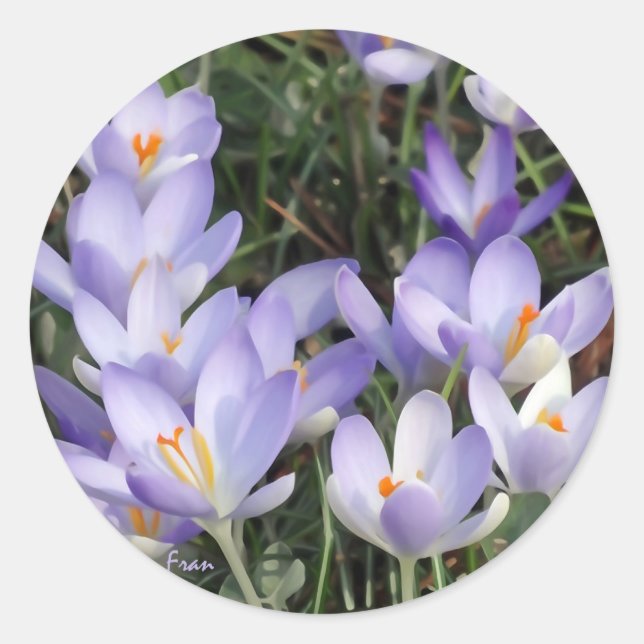 purple crocuses classic round sticker (Front)