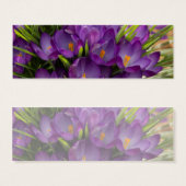 Purple Crocuses DSC5938 (Front & Back)