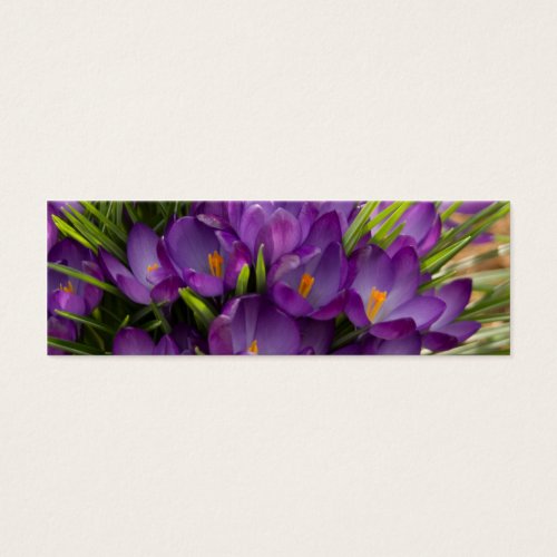 Purple Crocuses DSC5938 Business Card