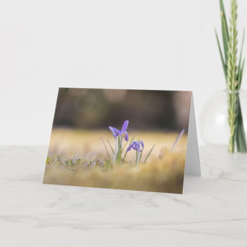 Purple Crocuses Nature Photo  Card