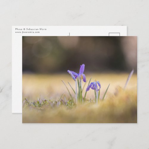 Purple Crocuses Nature Photo Postcard