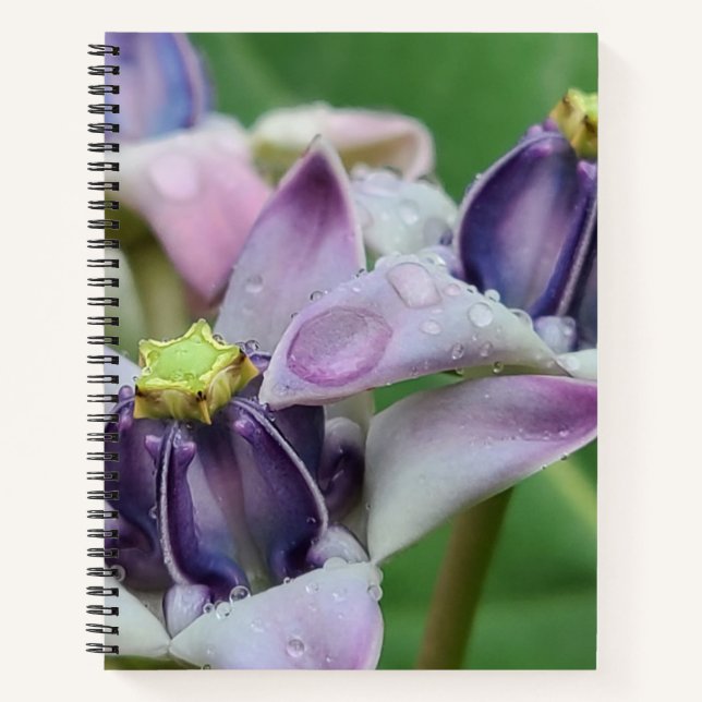 Purple Crown Flower Notebook (Front)